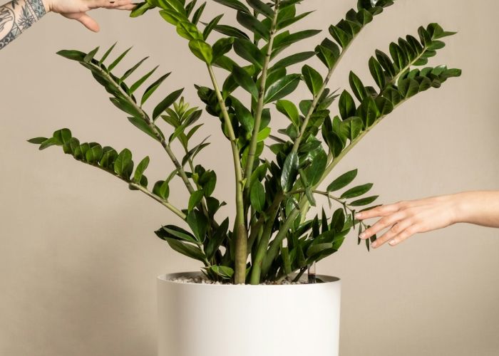 La Zamioculcas zamiifolia, conocida comúnmente como zamioculca, es una planta de interior popular debido a su resistencia y bajo mantenimiento. Su aspecto atractivo y capacidad para adaptarse a diversas condiciones la han convertido en una elección habitual para la decoración del hogar.