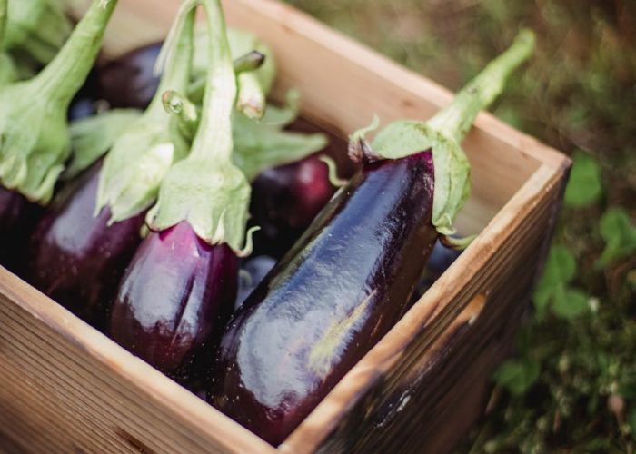 El cultivo de berenjenas es una opción popular en huertos y jardines debido a su versatilidad culinaria. Esta planta requiere condiciones específicas para crecer adecuadamente y producir frutos de calidad.