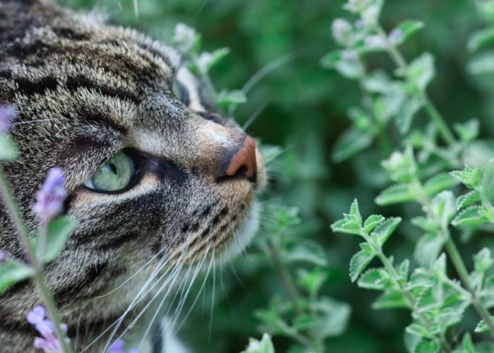 Nepeta cataria: La planta embriagadora de los gatos