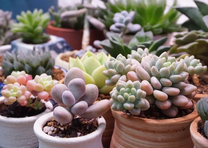 El sedum es un género de plantas suculentas conocido por su resistencia y bajo mantenimiento. Estas plantas son ideales para quienes buscan embellecer espacios interiores y exteriores con poco esfuerzo.