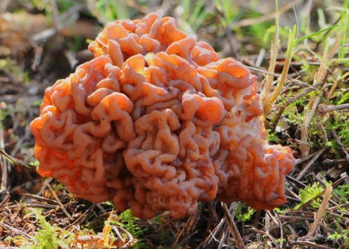 A pesar de su atractivo visual, la Gyromitra esculenta es extremadamente tóxica. Su consumo puede provocar graves intoxicaciones, lo que la convierte en un hongo de gran interés y precaución para los recolectores y entusiastas de la micología.