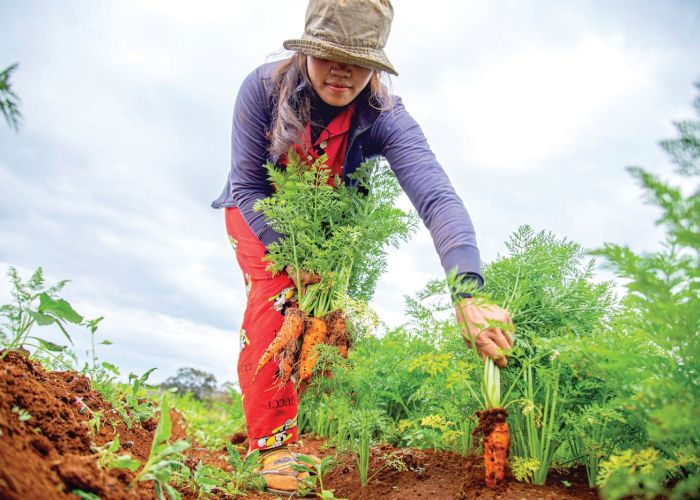 La rotación de cultivos es una técnica agrícola que consiste en alternar diferentes especies de plantas en un mismo terreno a lo largo del tiempo. Esta práctica es esencial para mantener la salud del suelo y mejorar la productividad del huerto.