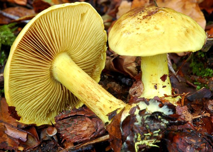 Cortinarius splendens, conocido como el cortinario espléndido, es un hongo del género Cortinarius. Se caracteriza por su morfología distintiva y su hábitat específico en bosques de frondosas.
