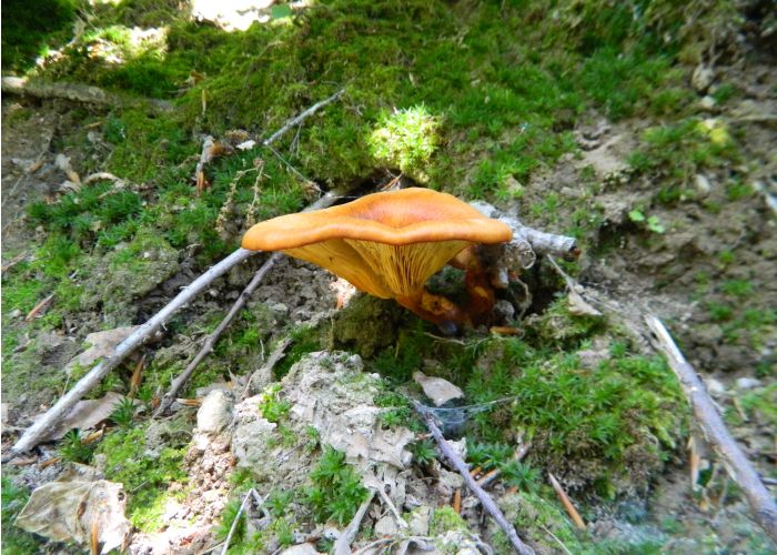 La Omphalotus olearius, conocida como seta de olivo, es un hongo característico del clima mediterráneo. Destaca por su color amarillo-anaranjado y su capacidad bioluminiscente, lo que la hace interesante para los aficionados a la micología.