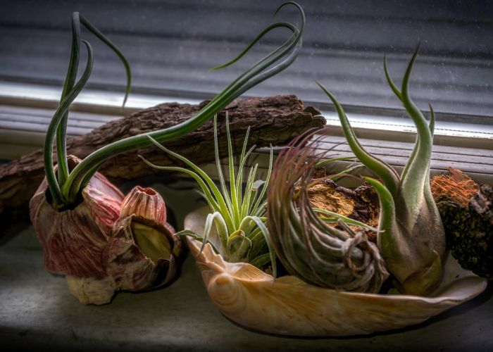 Las tillandsias, conocidas como plantas del aire, son miembros del género Tillandsia y pertenecen a la familia de las Bromeliaceae. Se caracterizan por su capacidad de crecer sin necesidad de suelo, absorbiendo nutrientes y humedad del aire.