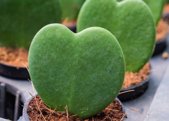 La Hoya kerrii, conocida como planta corazón, es una suculenta originaria del sudeste asiático. Su distintiva forma de hoja, resembling a un corazón, la convierte en una elección popular para la decoración del hogar. Esta planta es valorada no solo por su estética, sino también por su facilidad de cuidado. Requiere condiciones específicas de luz, riego y temperatura para prosperar en entornos domésticos.