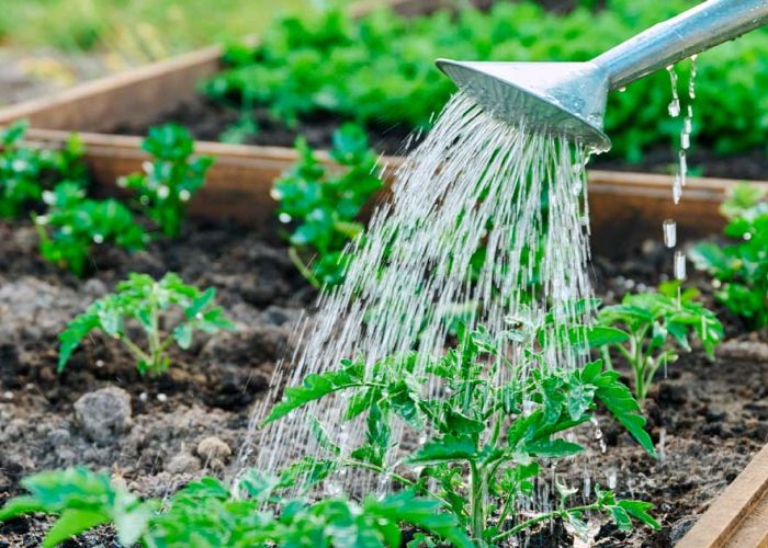 El riego es esencial para el crecimiento y desarrollo de las plantas en un huerto. Un suministro adecuado de agua garantiza la salud de los cultivos y maximiza la producción. Existen diferentes métodos de riego, cada uno con sus propias ventajas y desventajas. Conocer los tipos de riego disponibles ayuda a elegir la mejor opción para cada situación específica.