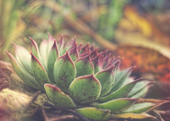 Sempervivum: Cultivo y cuidados de las siemprevivas en tu jardín