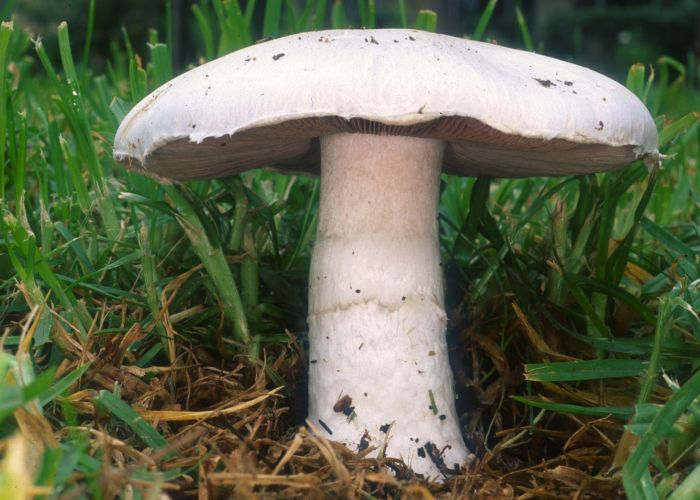 El Agaricus campestris, conocido como champiñón de prado, es un hongo muy apreciado por su sabor y comestibilidad.