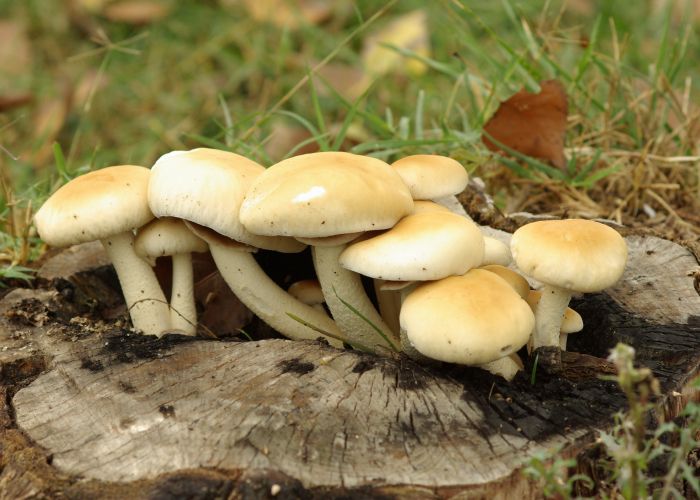 Agrocybe aegerita, conocida como seta de chopo, es un hongo comestible que se encuentra frecuentemente en troncos y tocones de árboles de hoja caduca.