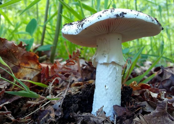 La Amanita verna, también conocida como cicuta blanca, es una de las setas más venenosas del mundo. Su identificación es crucial para evitar intoxicaciones graves, ya que sus características pueden confundir a recolectores inexpertos.