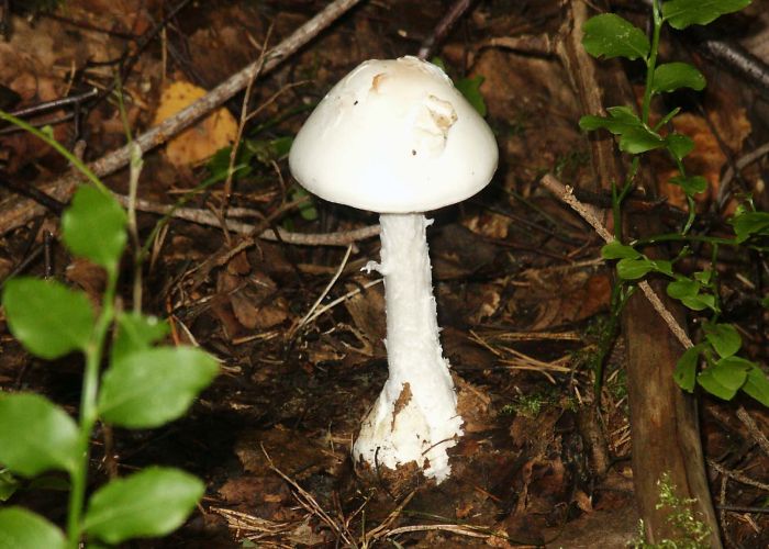 La Amanita virosa es un hongo venenoso que pertenece a la familia Amanitaceae. Se caracteriza por su aspecto distintivo y su alta toxicidad, que puede resultar mortal si se ingiere.
