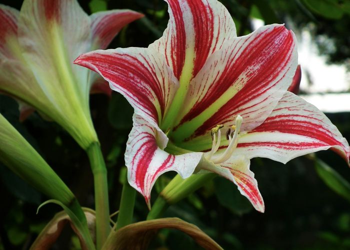 La Amaryllis es una planta bulbosa conocida por sus impresionantes flores. Originaria del sur de África, ha sido valorada por su belleza y simbolismo a lo largo de la historia.