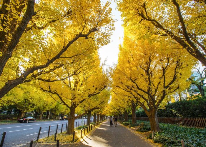 La Avenida de los Ginkgos es un emblemático paseo de Tokio, conocido por sus espectaculares árboles de ginkgo biloba. Este lugar ofrece una experiencia única, especialmente en otoño, cuando las hojas se tornan de un intenso color amarillo.