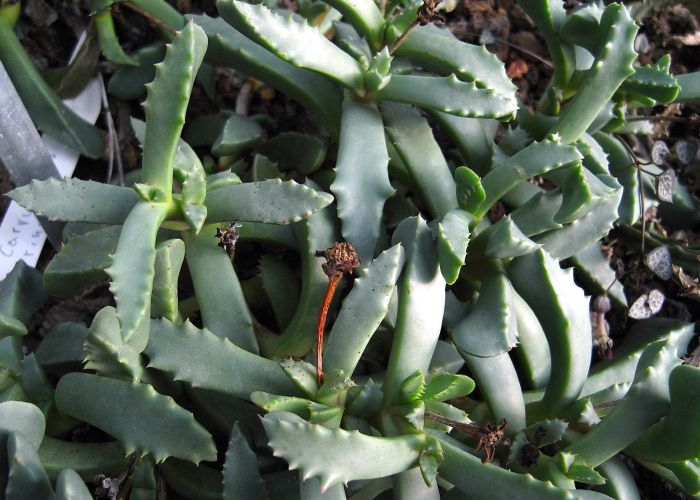 El género Carruanthus pertenece a suculentas nativas del sur de África y presentan características únicas que las hacen interesantes para aficionados y botánicos