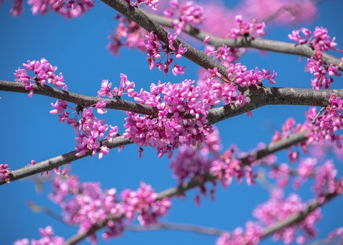 El Cercis siliquastrum, conocido como el árbol del amor, es un árbol ornamental famoso por sus espectaculares flores rosadas.