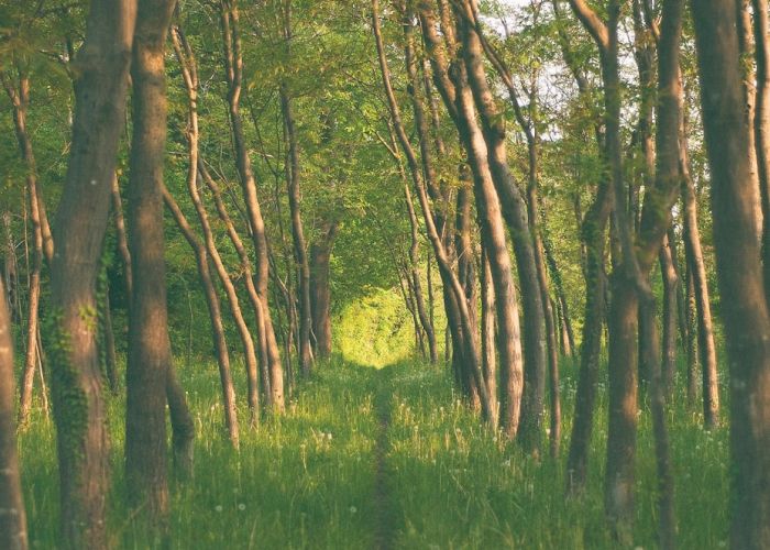 El control de plagas natural en agricultura sintrópica se basa en principios que imitan los ecosistemas naturales. Este enfoque prioriza la biodiversidad y fomenta interacciones positivas entre diferentes especies de plantas.