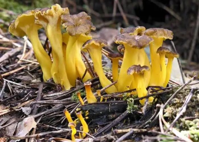 El Craterellus lutescens, conocido como angula de monte, es un hongo comestible muy valorado en la gastronomía. Su color amarillo y su sabor suave lo hacen destacar entre otras setas.