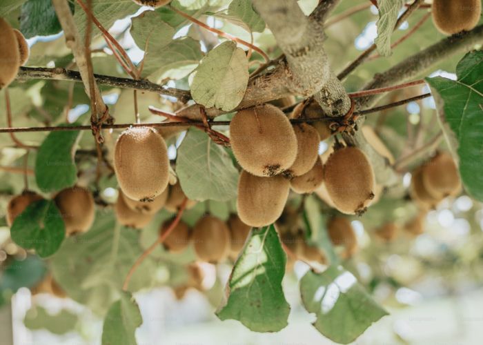 Esta fruta, originaria de China, se ha adaptado a diversas regiones del país, donde se explotan sus propiedades nutricionales y su creciente demanda.