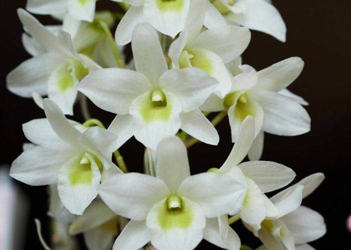Dendrobium es un género de orquídeas que destaca por su belleza y diversidad. Comprende más de 1.200 especies, cada una con características únicas y adaptaciones a diferentes hábitats.