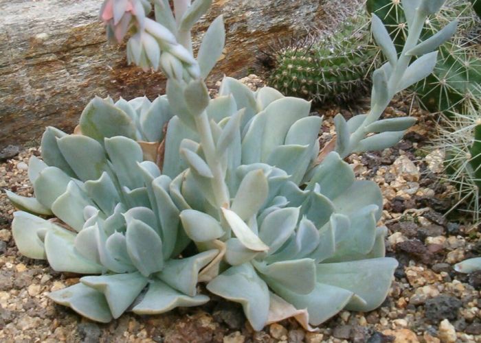La Echeveria runyonii es una suculenta originaria de México, popular por su forma atractiva y colores variados. Se caracteriza por sus hojas en forma de roseta y su capacidad para florecer en tonos vibrantes.