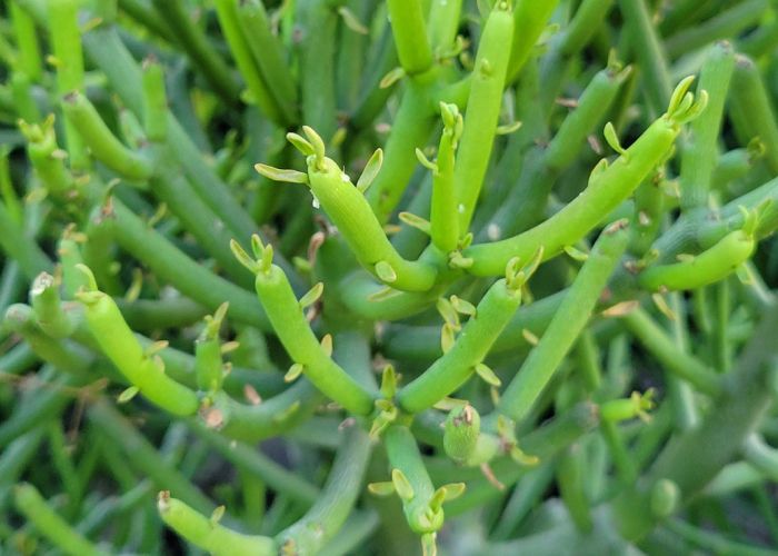 La Euphorbia tirucalli, también llamada árbol de los dedos, es originaria de regiones tropicales de África y Asia.