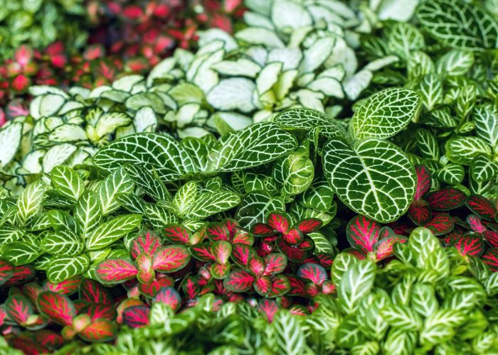 Su origen en las selvas tropicales de Sudamérica le confiere una belleza única, convirtiéndola en una opción popular para la decoración del hogar.
