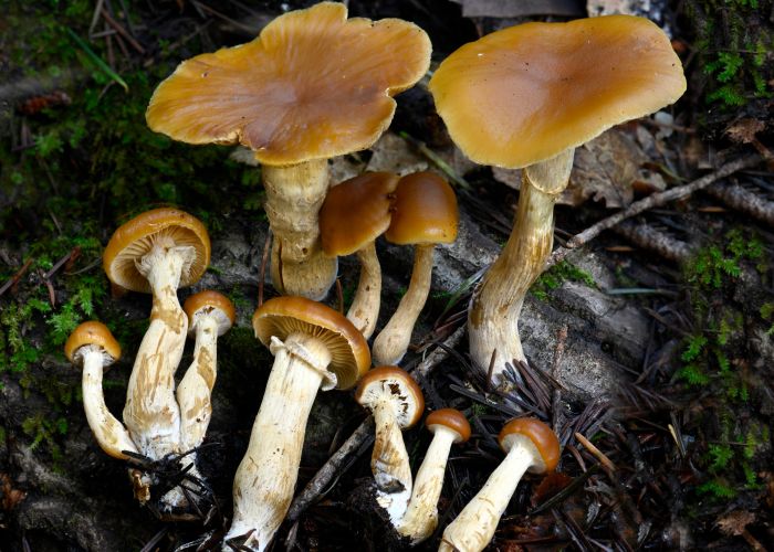 La Galerina marginata es un hongo tóxico que se encuentra habitualmente en bosques y áreas con alta humedad, y se asemeja a especies comestibles, lo que aumenta el riesgo de confusión.
