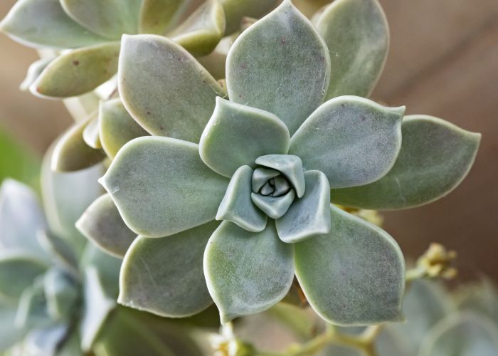 Originarias de México y Arizona, estas plantas destacan por su forma de roseta y su habilidad para almacenar agua. Existen aproximadamente 24 especies descritas, de las cuales 18 son aceptadas.