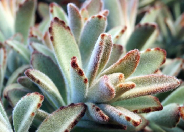 La Kalanchoe tomentosa, conocida como planta panda, es una suculenta originaria de Madagascar. Su aspecto atractivo y su fácil cuidado la han convertido en una elección popular para jardineros y amantes de las plantas. Esta planta destaca por sus hojas carnosas, cubiertas de vellosidad. Además, presenta un crecimiento lento y se adapta bien a climas cálidos y secos, lo que la hace ideal para diversos entornos.