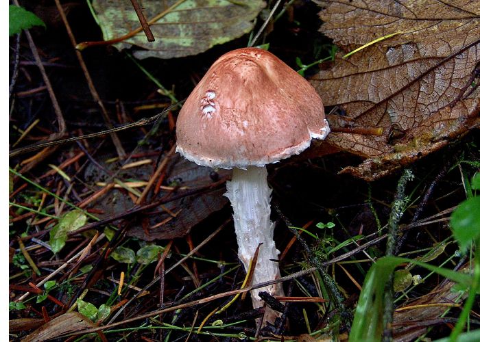 Lepiota helveola es un hongo del orden Agaricales conocido por su toxicidad. Su apariencia similar a otras setas comestibles lo convierte en una especie peligrosa para los recolectores inexpertos.