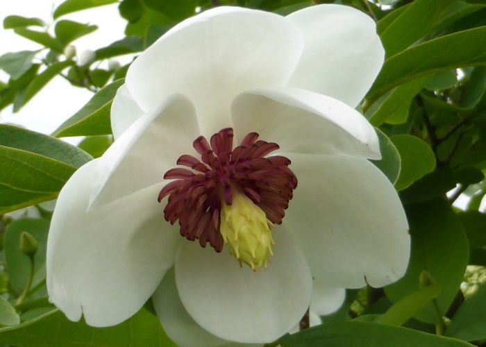 La Magnolia Sieboldii es una especie de magnolia originaria del este de Asia. Se caracteriza por sus hermosas flores y su adaptabilidad a diferentes condiciones climáticas.