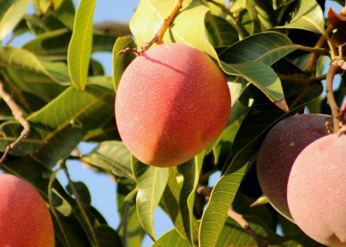 Mangifera indica, comúnmente conocido como mango, es un árbol frutal tropical que destaca por su delicioso y nutritivo fruto. Originario de India, es cultivado en muchas regiones cálidas del mundo.