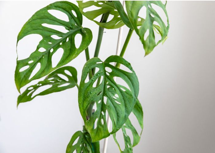 La Monstera obliqua es una planta originaria de las selvas tropicales de Perú, conocida por sus hojas distintivas llenas de agujeros.