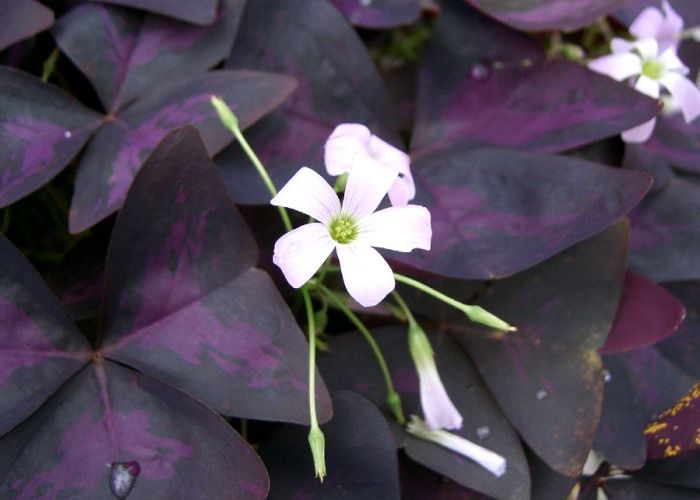 La Oxalis triangularis, también conocida como trébol púrpura, es una planta ornamental apreciada por su belleza y propiedades comestibles.