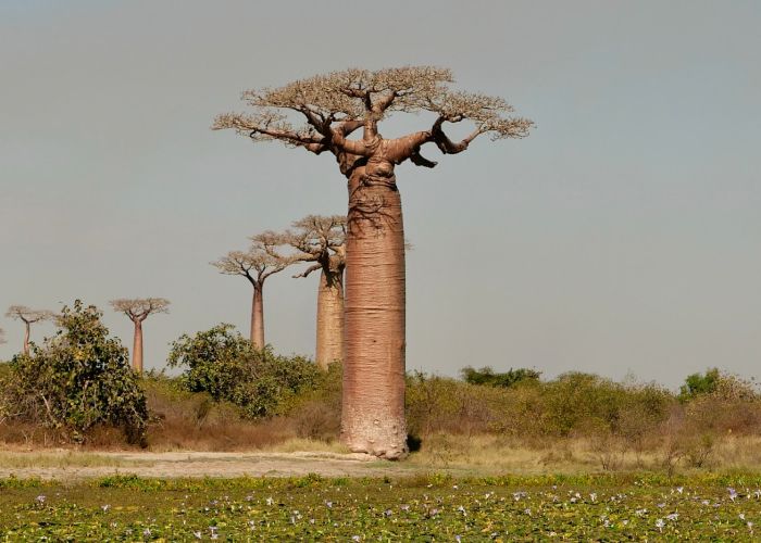 El baobab es un árbol emblemático con características únicas y una gran longevidad. Su siembra se ha vuelto popular tanto por su estética como por los beneficios que aporta a nivel ecológico y cultural.