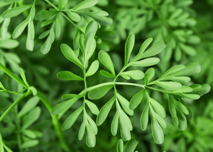 La ruda es una planta aromática, conocida por sus propiedades medicinales y repelentes, puede cultivarse en jardines, huertos y macetas.