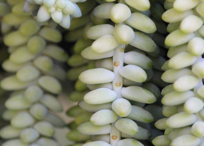 El Sedum morganianum, conocido como cola de burro, es una suculenta popular por su estética colgante y facilidad de cuidado.