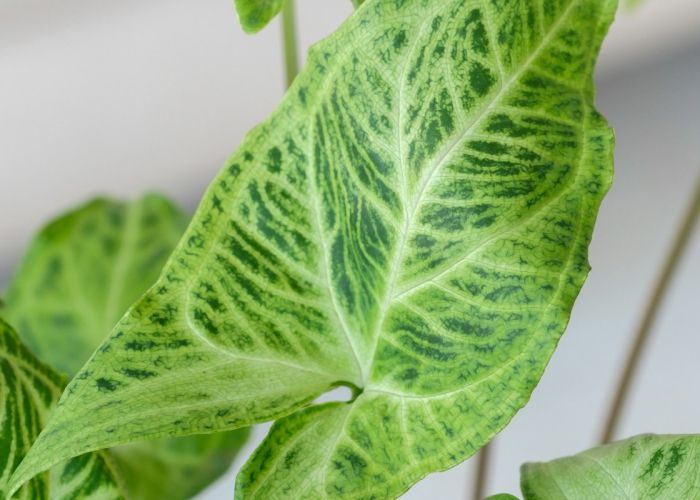 El Syngonium es una planta tropical de interior conocida por su fácil cuidado y atractiva follaje. Pertenece a la familia Araceae y presenta una gran variedad de especies, todas con características únicas.
