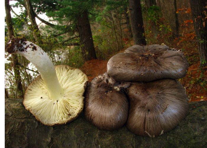 El Tricholoma portentosum, conocido como seta capuchina, es un hongo apreciado en la gastronomía. Su sabor característico lo han convertido en un objeto de interés para recolectores y cocineros.
