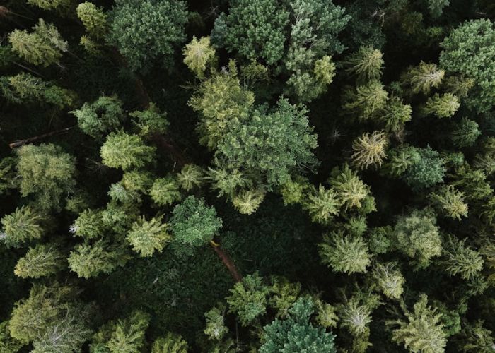 La Agricultura Sintrópica puede ser adaptada a condiciones específicas de fincas mediterráneas, aprovechando sus particularidades climáticas.