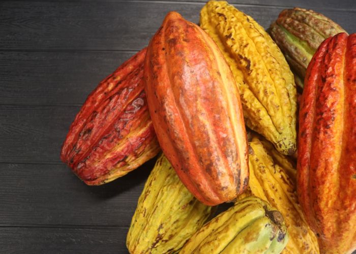 El cultivo de cacao es una actividad agrícola de gran importancia económica y cultural. Esta planta, originaria de América, se ha expandido a diversas regiones del mundo, adaptándose a diferentes climas y suelos.