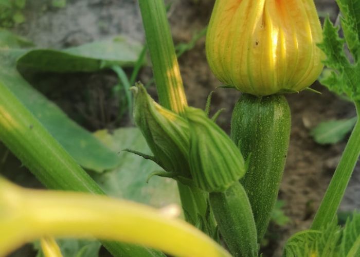 Cultivo de Calabacín: Guía Práctica para Principiantes