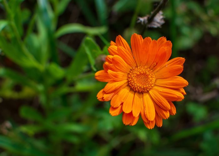 Estas plantas anuales son valoradas por su belleza, propiedades medicinales y su capacidad para repeler plagas en el huerto.