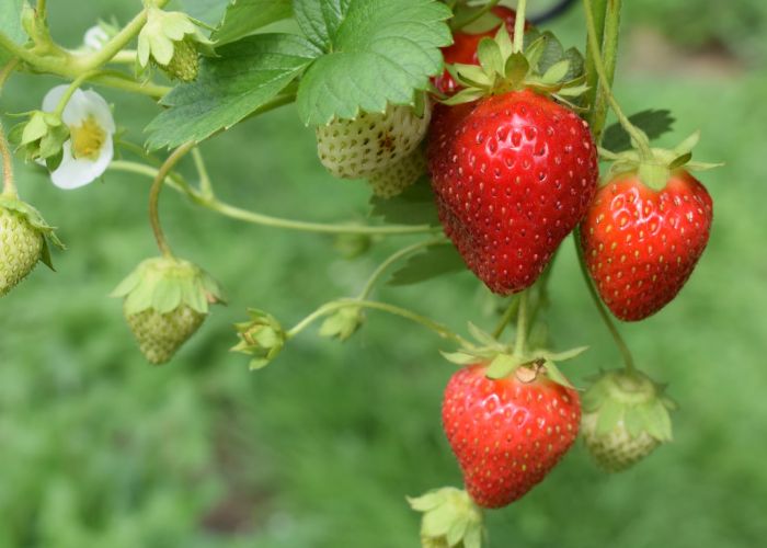 Cultivar fresas en casa ofrece la oportunidad de disfrutar de un producto fresco y saludable. Además, su cuidado y mantenimiento son sencillos.