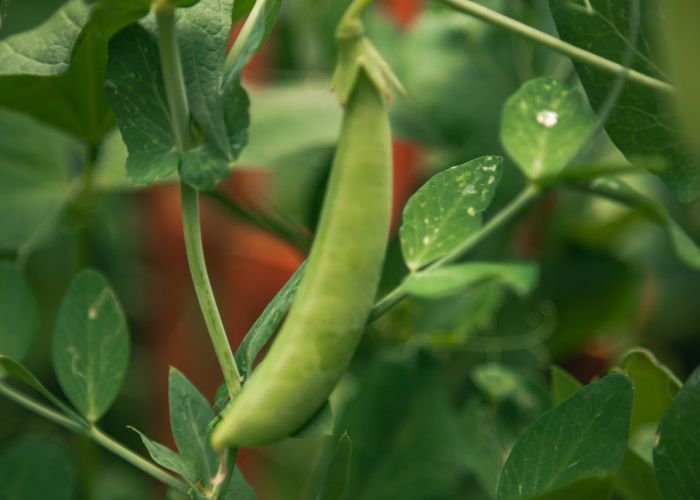 El cultivo de guisantes es una opción popular en muchos huertos españoles. Esta legumbre, además de ser nutritiva, mejora la calidad del suelo gracias a su capacidad para fijar nitrógeno.