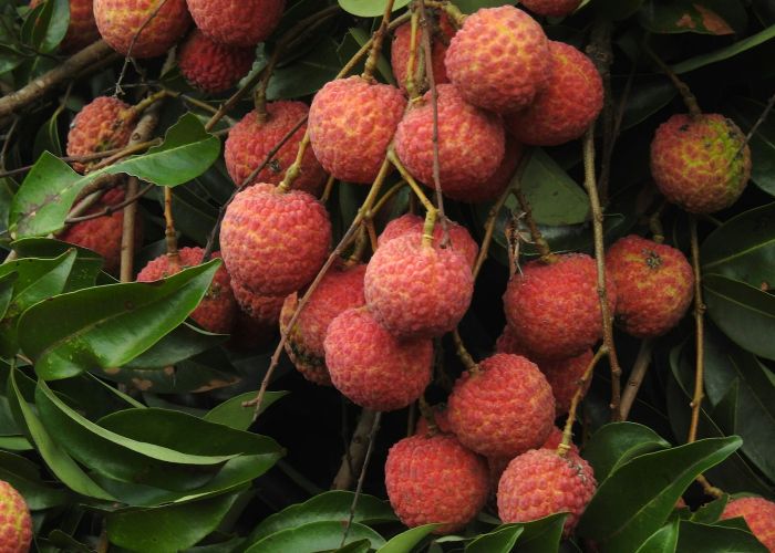 El cultivo de litchi se ha popularizado en diversas regiones del mundo gracias a su sabor y atractivo comercial. Esta fruta tropical requiere condiciones específicas de clima y suelo para prosperar adecuadamente.