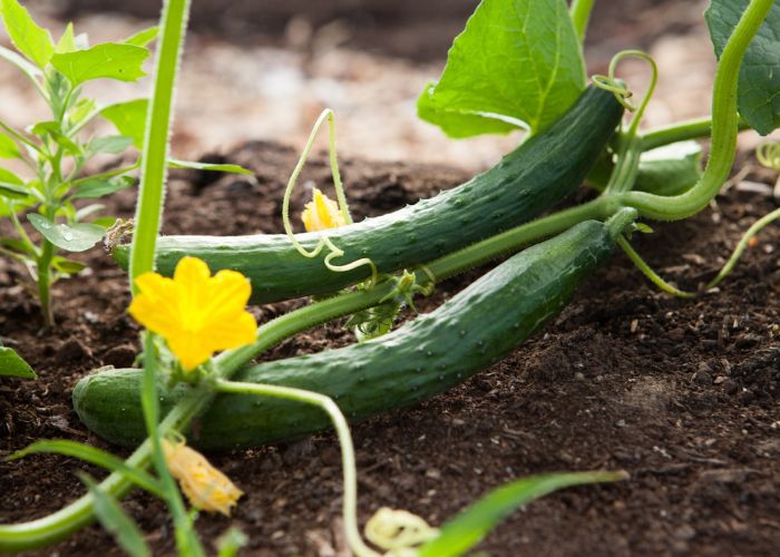 El cultivo de pepino es una actividad agrícola importante en muchas regiones, especialmente en España. Esta hortaliza pertenece a la familia de las cucurbitáceas y es valorada por su frescura y versatilidad en la cocina.