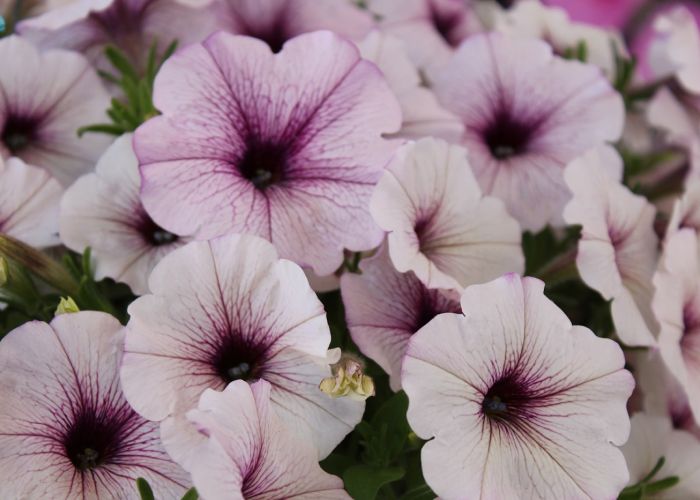 Las petunias son ideales para embellecer jardines y espacios exteriores, ya que ofrecen una floración abundante.