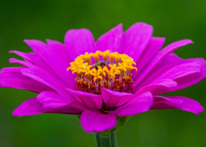 Las zinnias son flores anuales populares en jardinería, apreciadas por su colorido y facilidad de cultivo. La Zinnia elegans es la variedad más reconocida, destacando por su capacidad de atraer polinizadores.